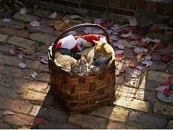 弹幕射击新游《幻想少女大战》登陆Switch 射击结合RPG